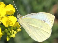 () (Cabbage White) male on Charlock