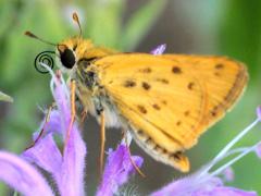 () (Fiery Skipper) male on Wild Bergamot