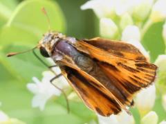 () (Fiery Skipper) male on Hemp Dogbane