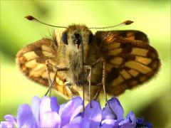 () (Peck's Skipper) face on Hoary Vervain