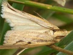 (Sod Webworm Moth) upperside