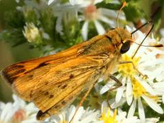 () (Fiery Skipper) male on Heath Aster