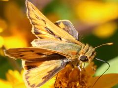 () (Fiery Skipper) male upperside on Butter Daisy