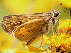() (Fiery Skipper) underside on Butter Daisy