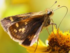 () (Peck's Skipper) female underside on Butter Daisy