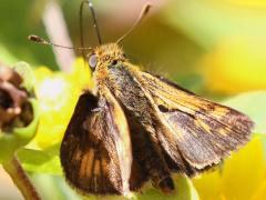 () (Peck's Skipper) male upperside on Butter Daisy