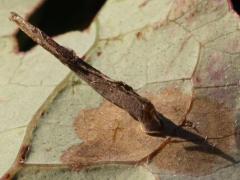 () (Antispila Shield-bearing Moth) underside mine on Gray Dogwood