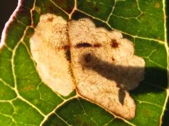 () (Antispila Shield-bearing Moth) upperside backlit mine on Gray Dogwood
