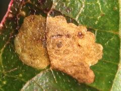 () (Antispila Shield-bearing Moth) upperside mine on Gray Dogwood
