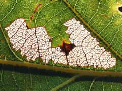 () (Parornix Leafminer Moth) backlit mine on White Oak