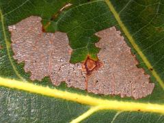 () (Parornix Leafminer Moth) upperside mine on White Oak