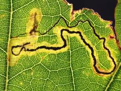 () (Oak Pygmy Leafminer Moth) backlit mine on White Oak