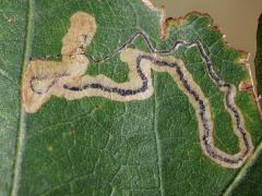 () (Oak Pygmy Leafminer Moth) upperside mine on White Oak