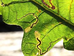 () (Oak Pygmy Leafminer Moth) backlit mines on Bur Oak