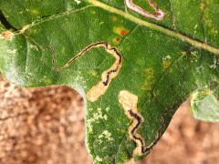 () (Oak Pygmy Leafminer Moth) upperside mines on Bur Oak