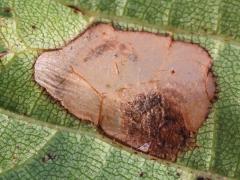 () (Aspilanta Leafminer Moth) underside mine on Riverbank Grape