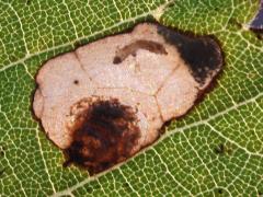 () (Aspilanta Leafminer Moth) upperside backlit caterpillar mine on Riverbank Grape
