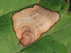 () (Aspilanta Leafminer Moth) upperside mine on Riverbank Grape