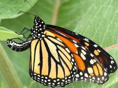 () (Monarch) female ovipositing on Common Milkweed