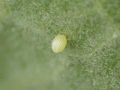 () (Monarch) yellow egg on Common Milkweed