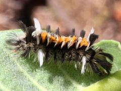 () (Milkweed Tussock Moth) on Common Milkweed