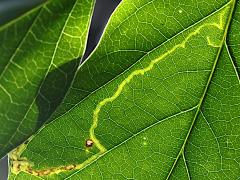 () (Phyllocnistis Leafminer Moth) underside mine on Poisonous Sea Bean