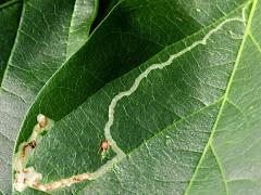 () (Phyllocnistis Leafminer Moth) upperside mine on Poisonous Sea Bean