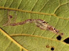() (Leucochorda Leafminer Moth) underside mine on Sea Almond
