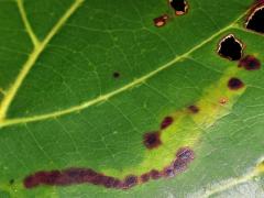 () (Leucochorda Leafminer Moth) upperside mine on Sea Almond