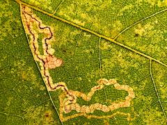 () (Platani Leafminer Moth) upperside mine on Oriental Plane