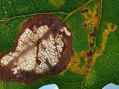 () (Brown Oak Slender) backlit mine on Downy Oak
