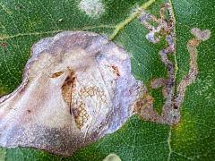 () (Brown Oak Slender) upperside mine on Downy Oak
