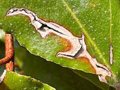 () (Unkown Moth) upperside mine on Oleaster