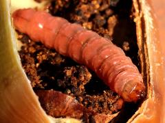 () (Acorn Moth) larva head on Sessile Oak