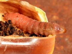 () (Acorn Moth) larva lateral on Sessile Oak