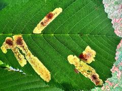 () (Horse-chestnut Leafminer Moth) upperside mine on Horse-Chestnut