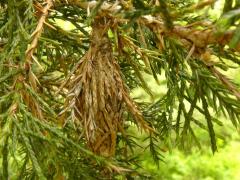() (Evergreen Bagworm) on Eastern Red Cedar