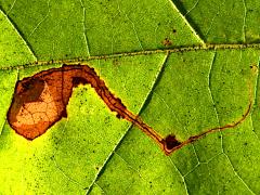 () (Sycamore Leafminer Moth) backlit mine on American Sycamore