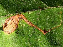 () (Sycamore Leafminer Moth) upperside mine on American Sycamore