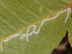 () (Toyon Leafminer Moth) linear mine on Toyon