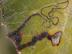 () (Toyon Leafminer Moth) serpentine mine on Toyon