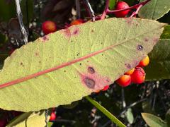() (Toyon Leafminer Moth) underside blotch on Toyon