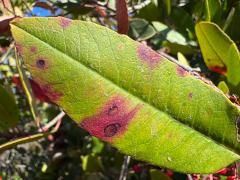 () (Toyon Leafminer Moth) upperside blotch on Toyon