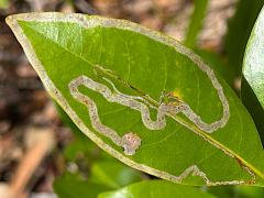 () (Persea Leafminer Moth) upperside mine on Redbay