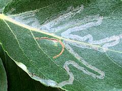 () (Aspen Serpentine Leafminer Moth) linear mine on Balsam Poplar