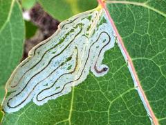 () (Aspen Serpentine Leafminer Moth) upperside mine on Quaking Aspen