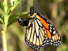 () (Monarch) female ovipositing on Tropical Milkweed