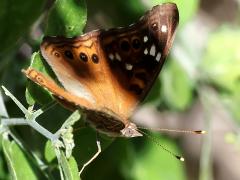 () (Empress Leilia) lateral on Spiny Hackberry