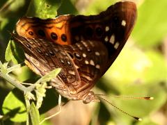 () (Empress Leilia) underside on Spiny Hackberry
