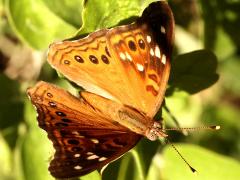 () (Empress Leilia) upperside on Spiny Hackberry